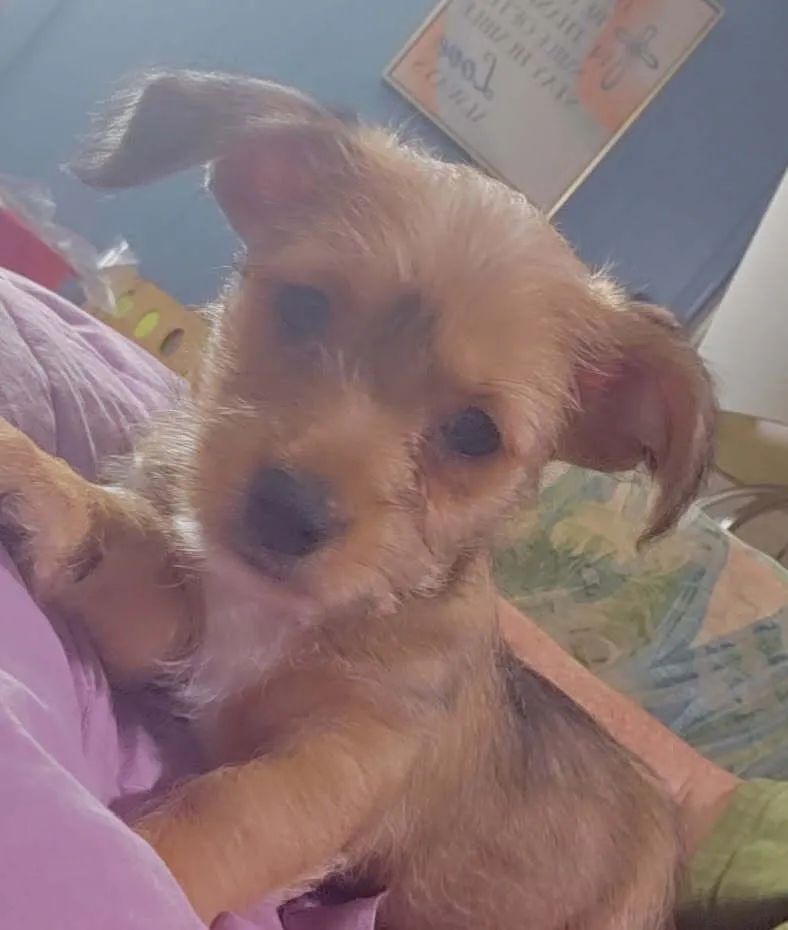 Peanut Butter - Photo 1