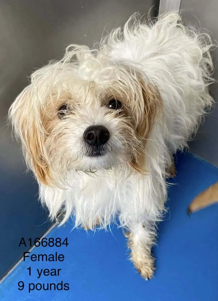 Rodeo Queen - Photo 1