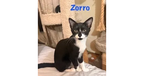 Zorro - Photo 1