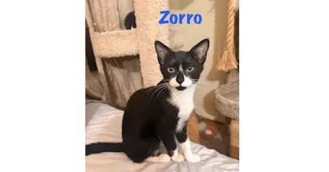 Zorro