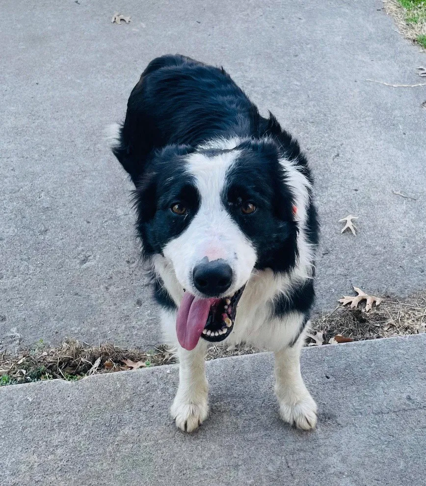 Mr. Pickles - Photo 1