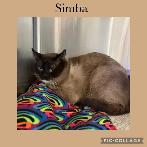 Simba