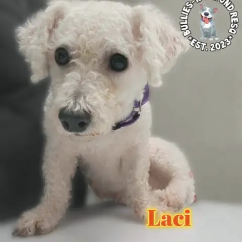 Laci
