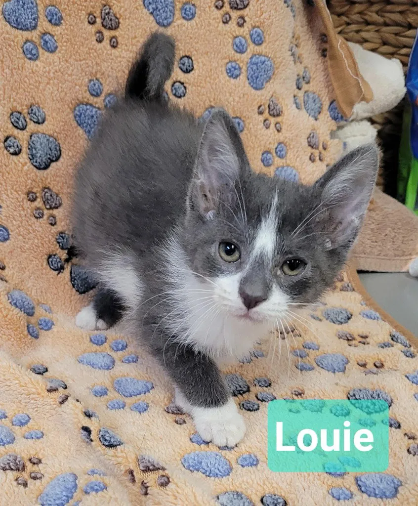 Louie - Photo 1