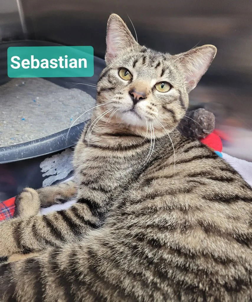 Sebastian - Photo 1