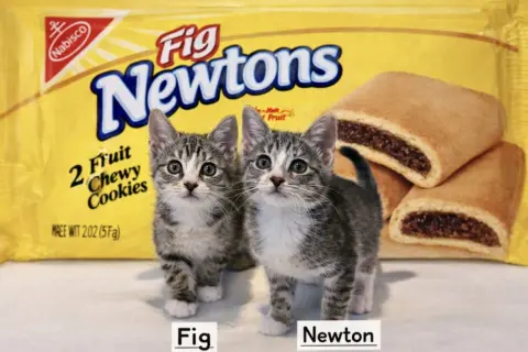 Fig & Newton