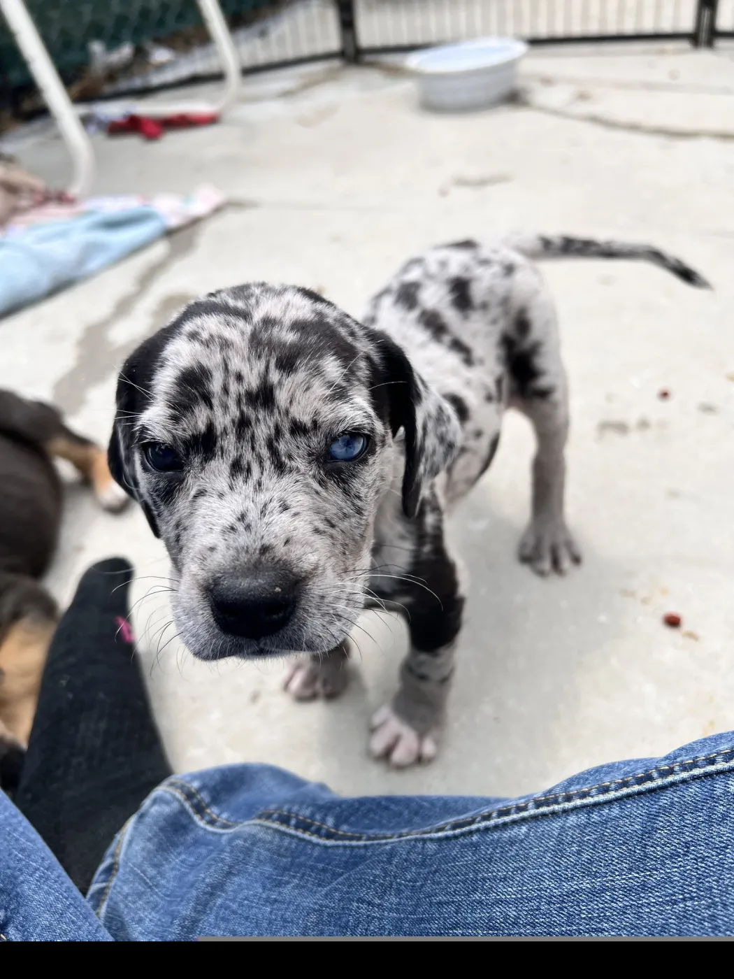 Huckleberry - Photo 1