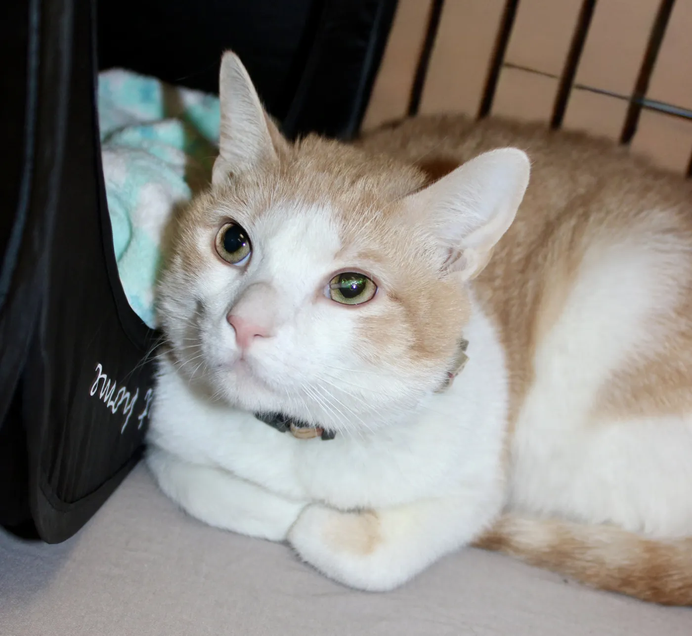 Creamsicle - Photo 1