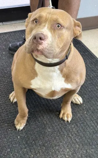 Sweet Potato - Photo 1