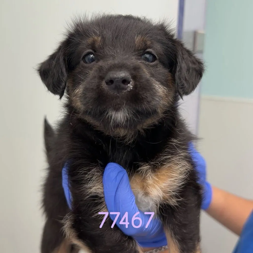 Strawberry - Photo 1