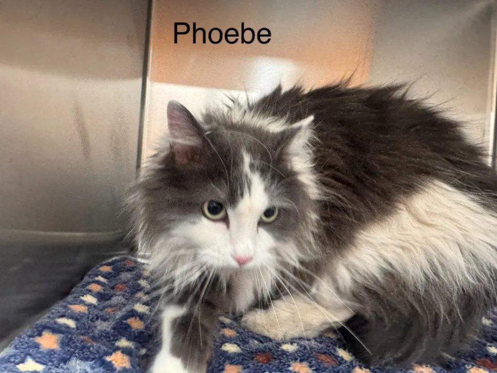 Phoebe - Photo 1