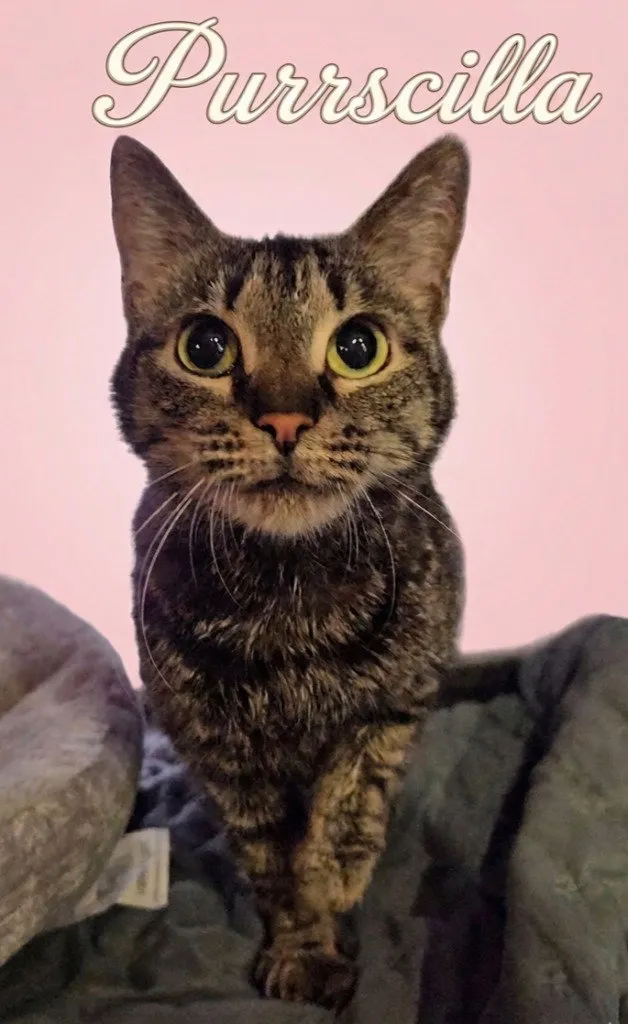 Purrscilla - Photo 1
