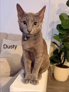Dusty - Photo 1