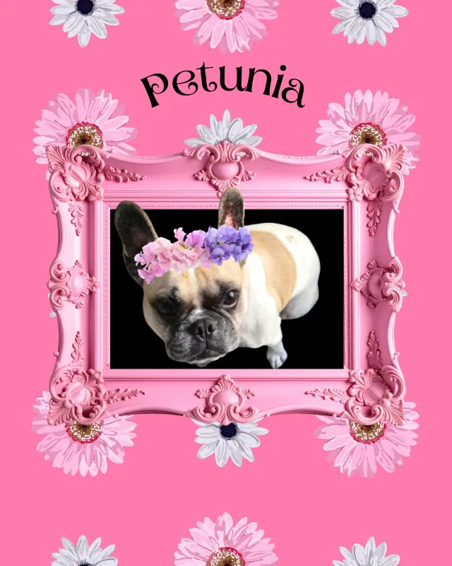 Petunia - Photo 1