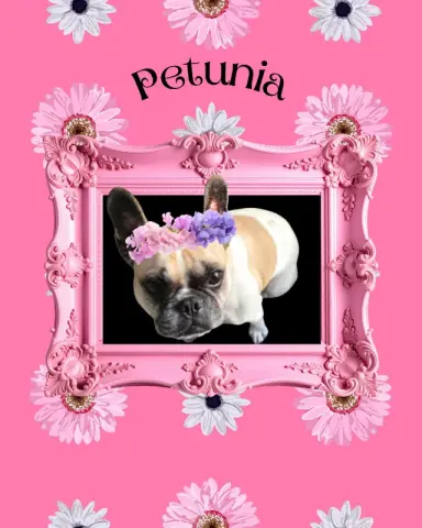 Petunia