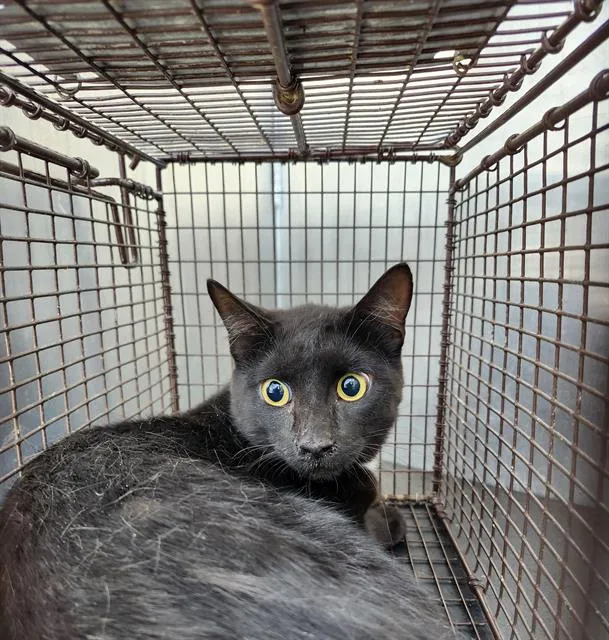 Night Star - Photo 1