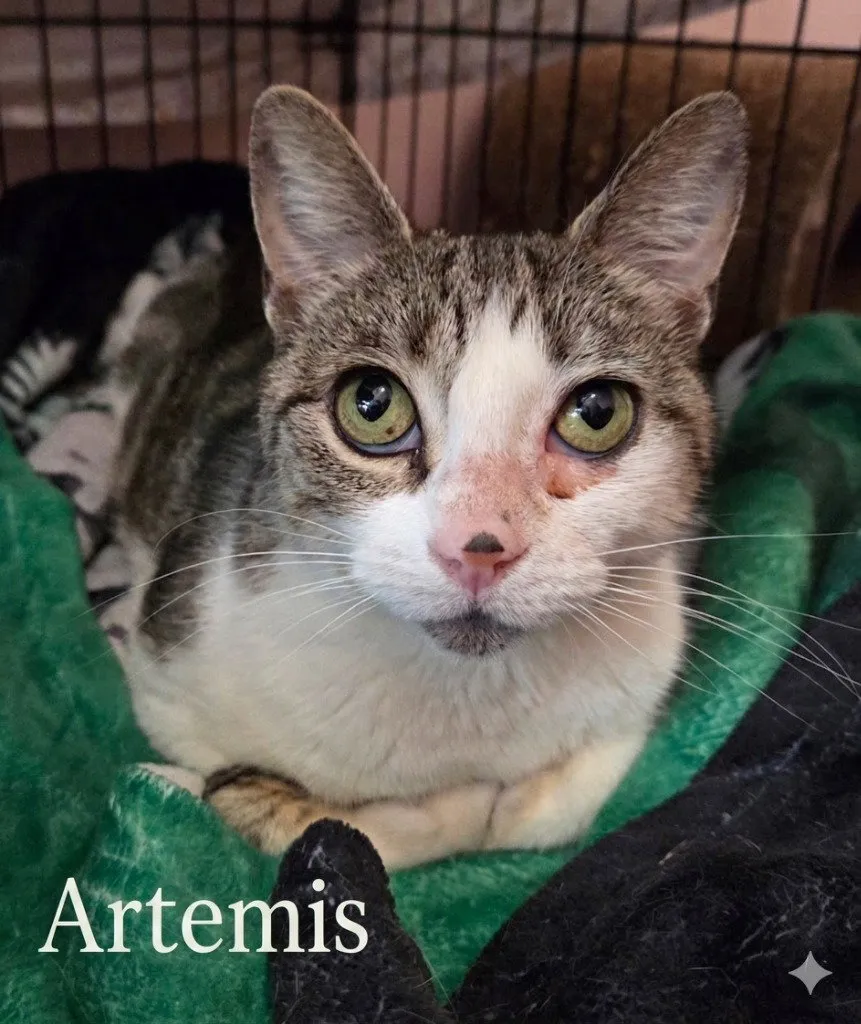 Artemis - Photo 1
