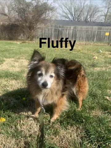 Fluffy