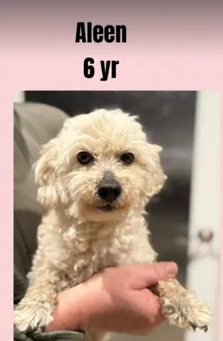 Aleen