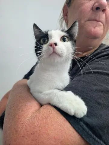 Silhouette - Photo 1