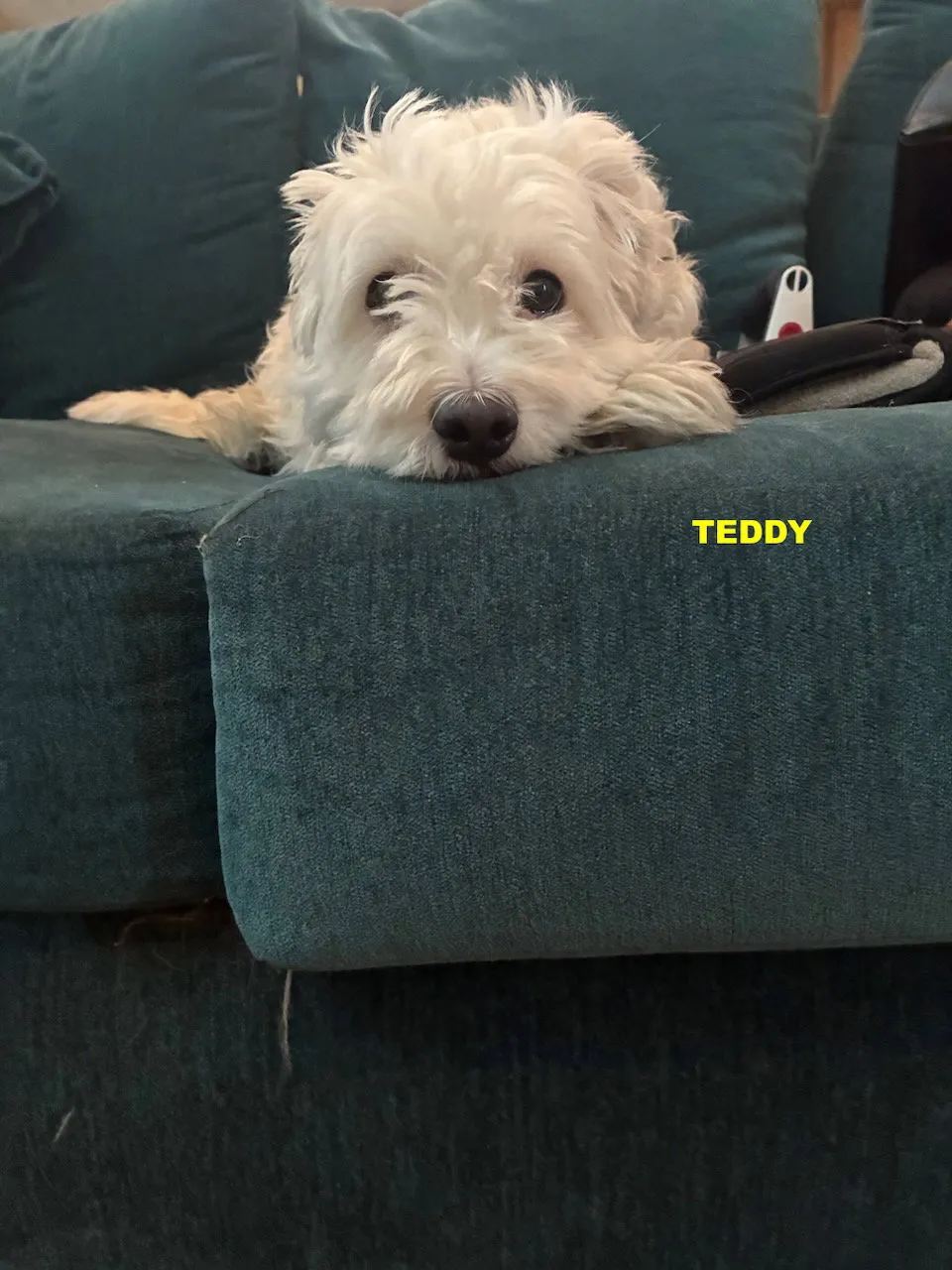 Teddy - Photo 1