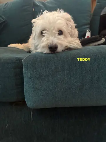 Teddy