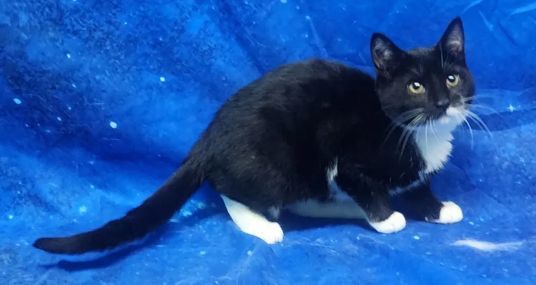 Madame Meow - Photo 1