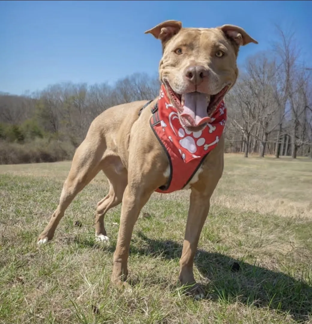 Patrick Henry - Photo 1