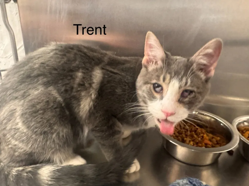 Trent - Photo 1