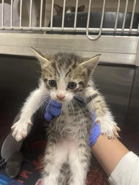 Luna Lovegood - Photo 1