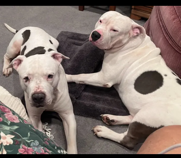 Truck & Tank - Photo 1