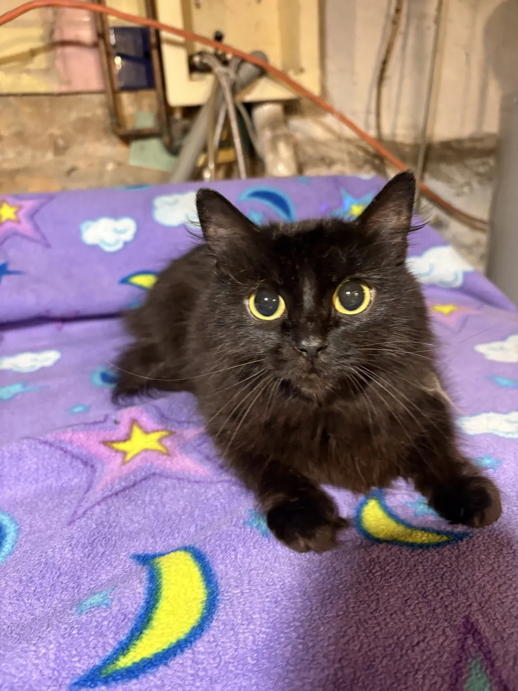 Peli Motto - Photo 1