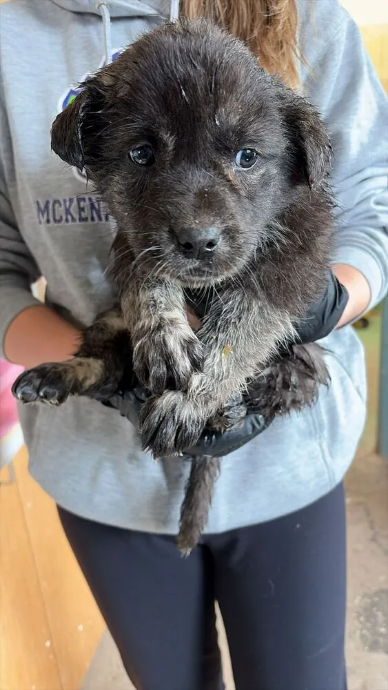 Sea Urchin - Photo 1