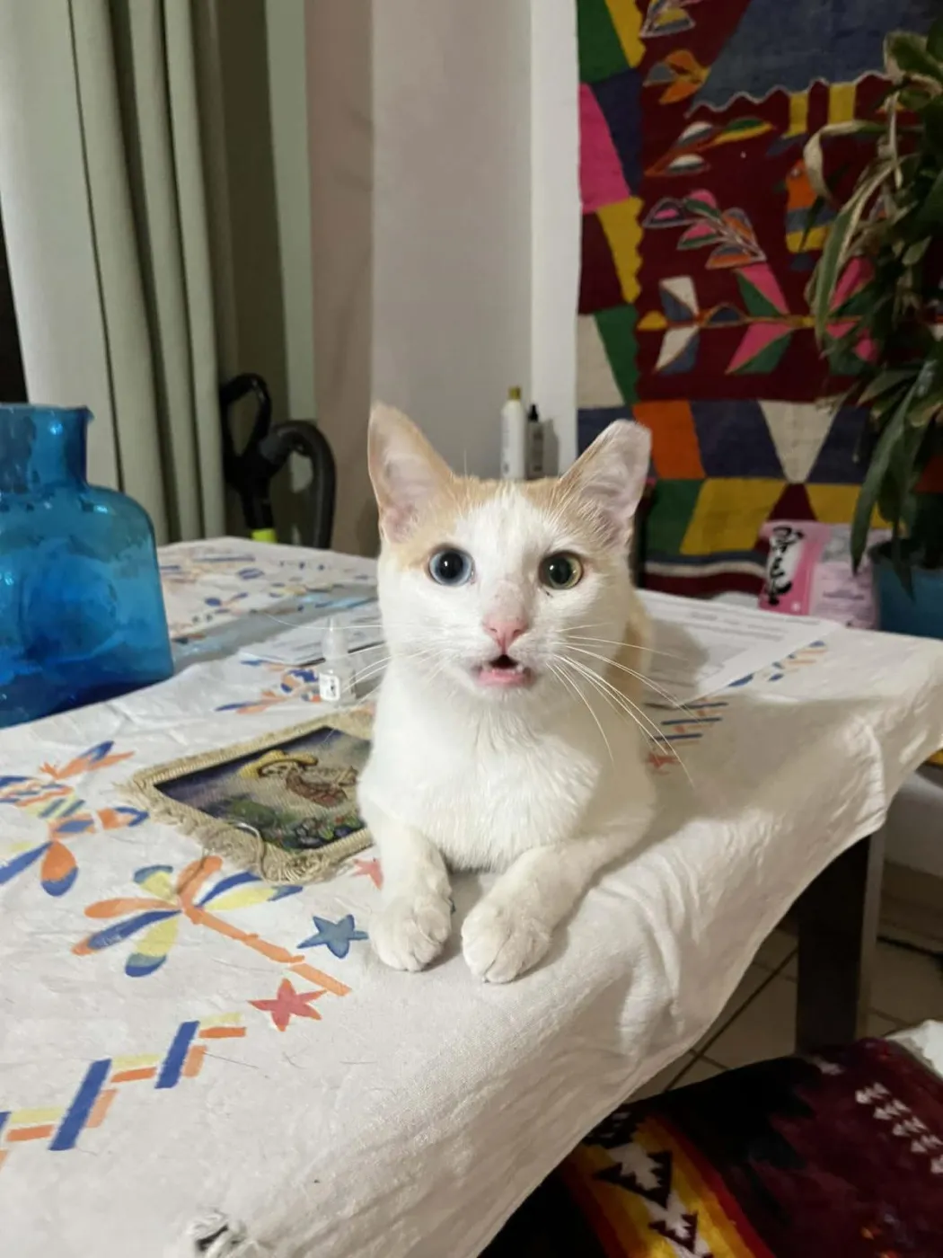 Almond Brown - Photo 1