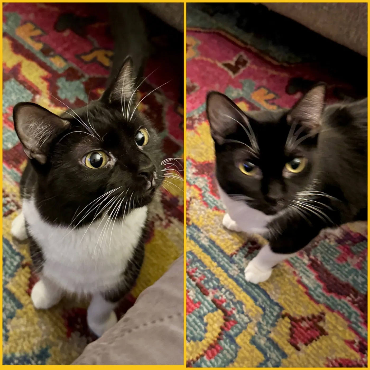 Polly and Caspian - Photo 1