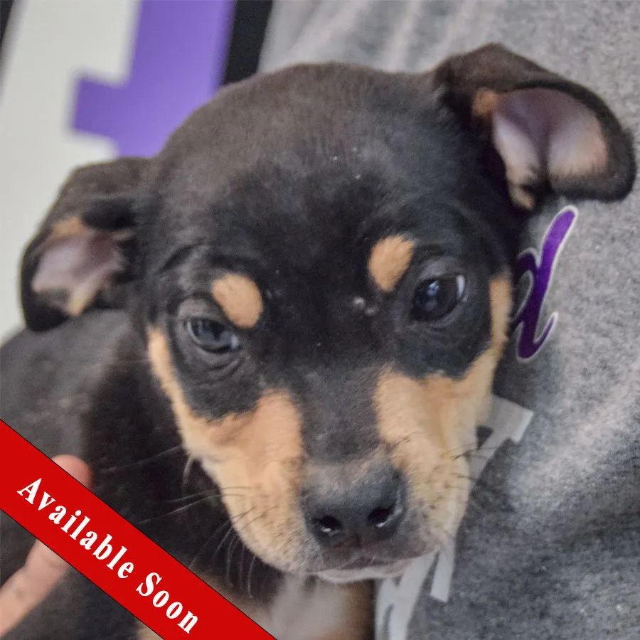 Captain Morgan - Photo 1