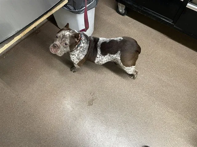 Brown Butterfly - Photo 1