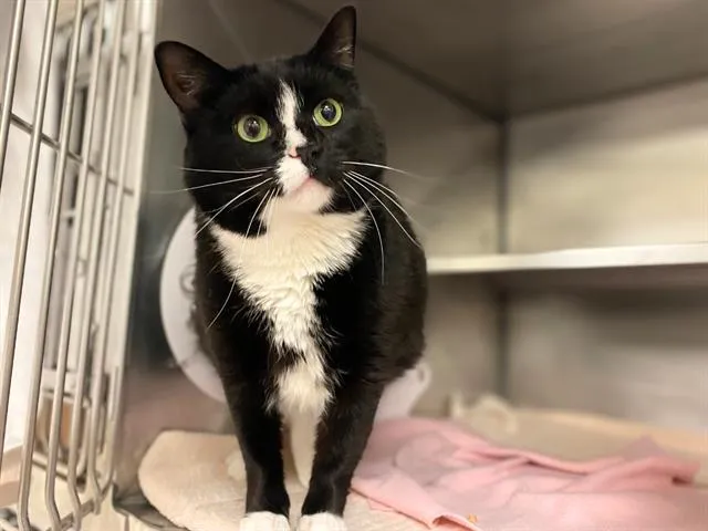 Cleo-Cat-Tra - Photo 1