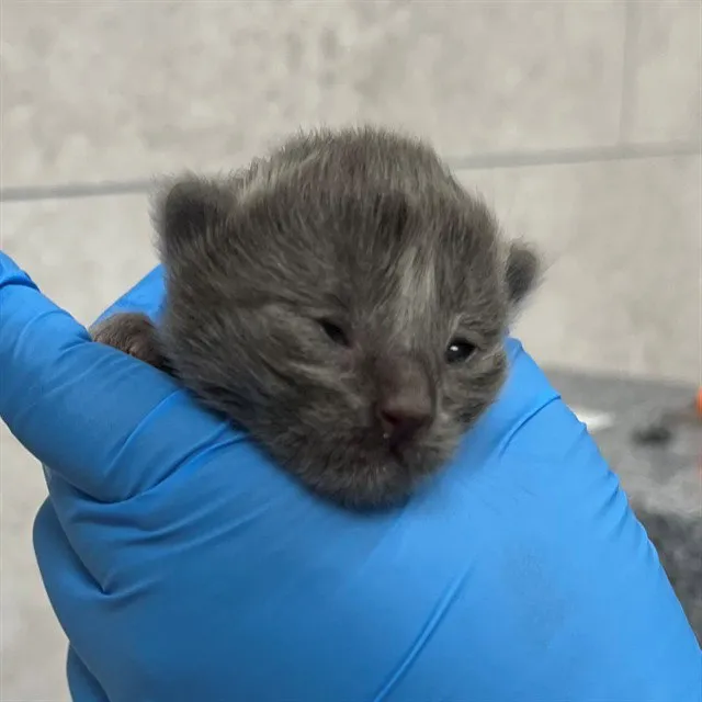 San Rafael - Photo 1