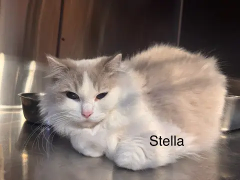 Stella