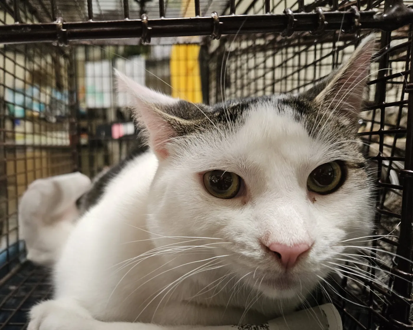 Meownnaise - Photo 1