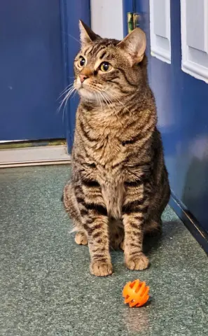 Tigerkins thumbnail 4