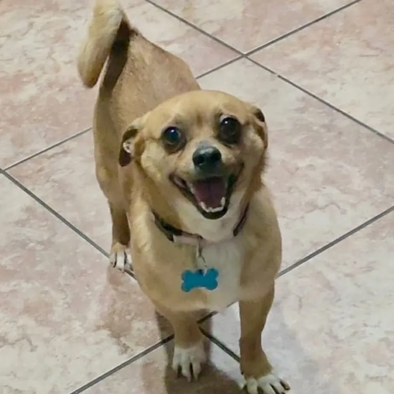 Scrappy Doo - Photo 1