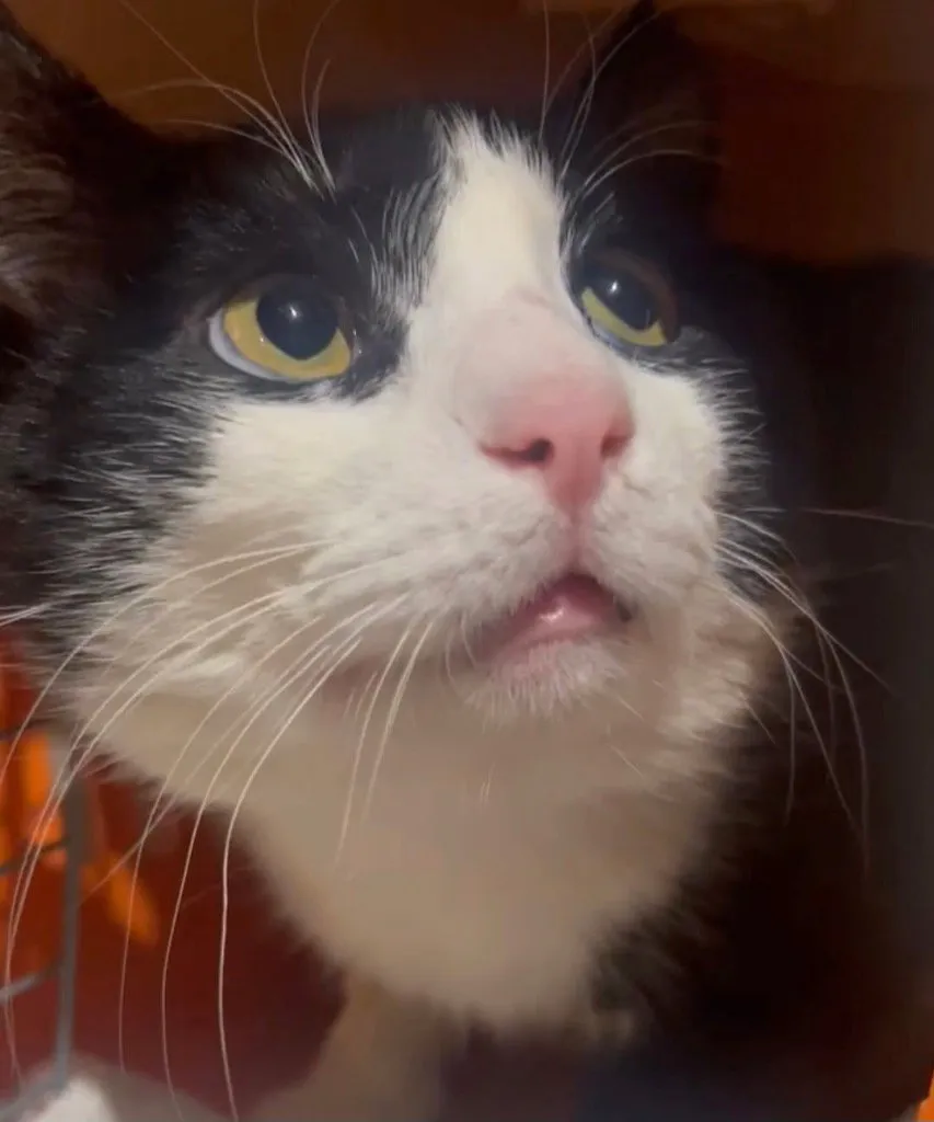 Marshmallow - Photo 1