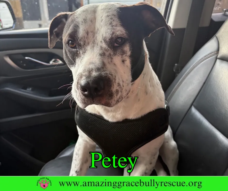 Petey - Photo 1