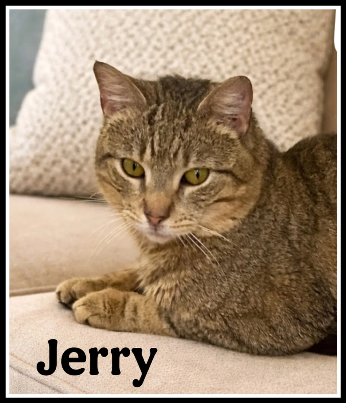 Jerry - Photo 1