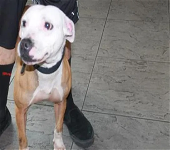 Galtie Gabriel - Photo 1