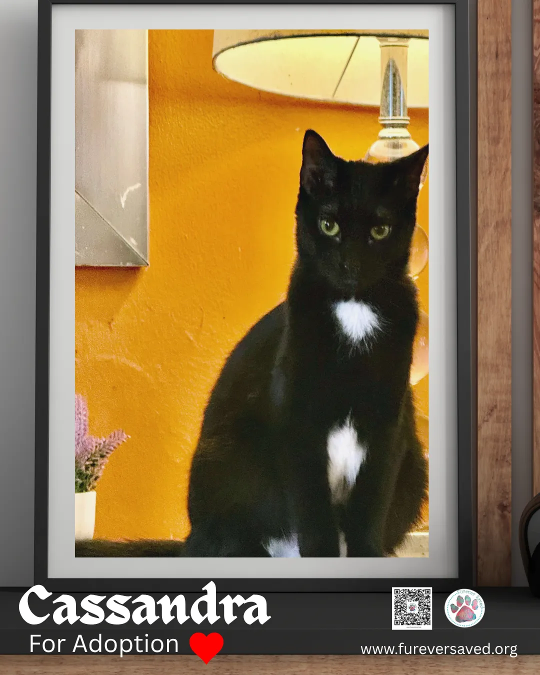 Cassandra - Photo 1