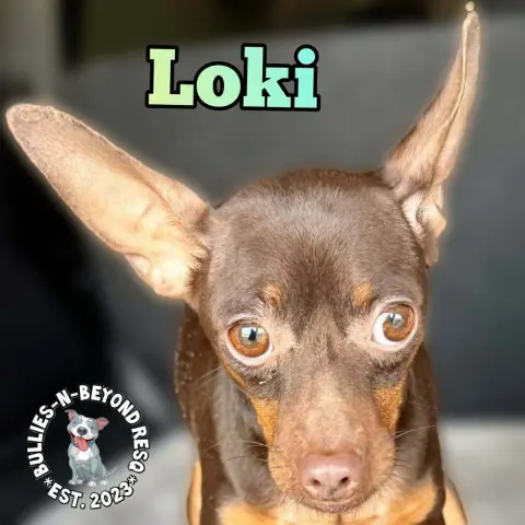 Loki