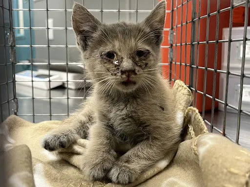 Lightning McQueen - Photo 1